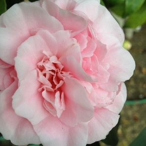 Meet your Posher, Esmeralda